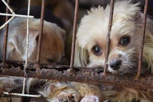 CRUZIUMEA împotriva animalelor, tot mai răspândită în România. Care sunt persoanele cele mai predispuse la asemenea acte