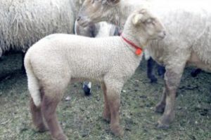 Sărbătorile Pascale pică devreme şi strică socotelile oierilor: Nu va fi uşor să facem rost de miel!