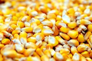 Cum alegem cel mai potrivit hibrid de porumb pentru o producţie de succes