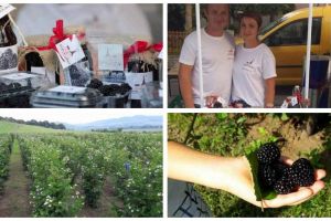 Un tânăr din Alba are succes cu o cultură de mure: „Am pornit de la câteva plăntuţe cultivate pentru familie“