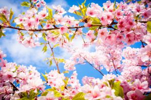 Festivalul primăverii îi aduce la Oradea pe dirijorii Tiberiu Soare şi Ciprian Marinescu