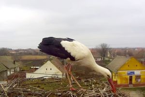 A aterizat barza in Timis, la Carpinis. Transmisie live, pe Internet, din cuib