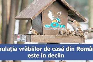 20 martie – Ziua Mondială a Vrăbiilor