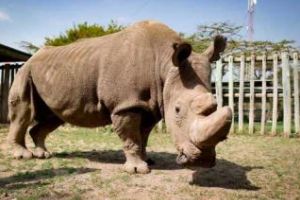 Rinocerul alb, dispare de pe Pământ! Ultimul mascul din specie a murit