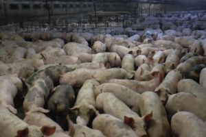 APIA eliberează adeverinţe pentru credite pe Măsura 14 T