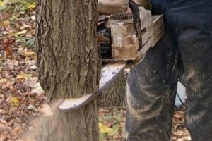 TRAGEDIE în Alba: Un bărbat a decedat după ce a fost lovit de un copac, într-o pădure pe raza localităţii Blandiana. Se afla la tăiat de lemne