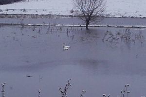 Ce luciu de apă din judeţ a devenit lacul lebedelor (FOTO)