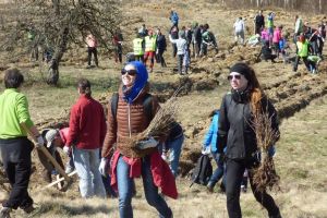 Se caută 170 de voluntari care să planteze 2.500 de puieţi la Arpaşu de Jos