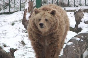 Ultima zvâcnire a iernii a derutat până şi animalele de la Zoo Galaţi