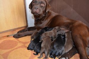 VIRAL. Naştere record la Satu Mare! Videoclip cu 113 mii de vizualizări pe YouTube