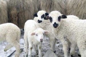 Pieţele agroalimentare şi tirurile vor fi pline: De Paşte, miei mai mici, dar suficienţi!