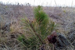 Cea mai bună perioadă pentru împăduriri. De unde se pot procura puieţi