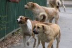 Strada nu e casă pentru câinii vagabonzi. Ce planuri are Primăria Oraviţa?