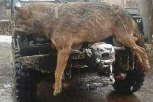 Un lup uriaş a omorât şi a mâncat patru câini ciobăneşti la o stână