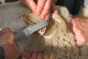 Tatuarea urechilor la ovine – metodă de identificare obligatorie!