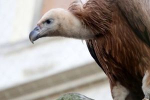 VULTUR PLEȘUV, cu plăcuţă de identificare, din Bulgaria, CĂZUT în OGRADA unui CONSTĂNȚEAN
