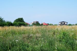 Sancţiuni usturătoare pentru sătmărenii care nu curăţă ambrozia. Ce amenzi vor primi