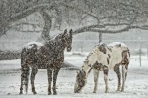 URGIA ALBĂ LOVEȘTE CAPITALA. Anunţul ÎNGRIJORĂTOR al ANM. Cod portocaliu de NINSORI VISCOLITE 