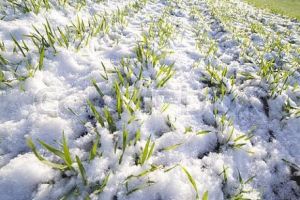 Recolte compromise de schimbările bruşte de temperatură