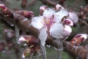 Situatie grava la Statiunea Pomicola Valu lui Traian. Pomi infloriti, surprinsi de ploaia inghetata