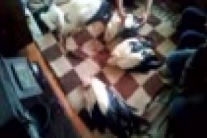 Românii au salvat berzele de la îngheţ. Gestul este făcut de o familie sărmană, dar cu suflet - VIDEO