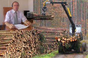 Strigator la cer! Padurile din Iasi vandute vandute pe nimic pentru ca sefii Silvicului nu stiu sa calculeze cu virgula