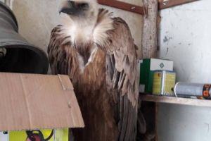 Vultur pleşuv din Bulgaria, căzut la Gârliciu