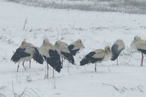 Au venit berzele la Iaşi, dar mor de inaniţie din cauza gerului