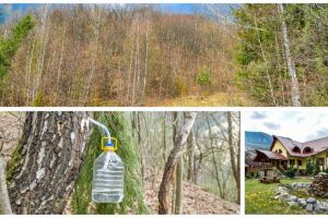 FOTO-VIDEO: Seva de mesteacăn, „băutura zeilor” sau „elixirul magic al şamanilor” – reînvie o tradiţie naturistă  într-o comună din Apuseni