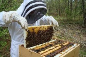 Curs de apicultor, la Direcţia pentru Agricultură