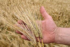 Rusia, „CU OCHII” pe piaţa grâului din Arabia Saudită, dominată de furnizorii din Uniunea Europeană