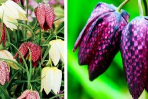 Laleaua pestriţă – o minune a Naturii ce poate fi admirată şi în România, odată cu venirea primăverii. Inflorescenţa sa prezintă un desen asemănător cu… o tablă de şah!