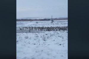 Poze zilei: Judetul Constanta. Stoluri de berze, inghetate printre nametii de zapada