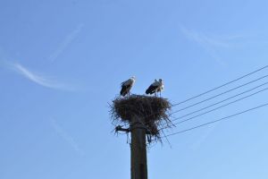 APM BN: Berzele au revenit în judeţul nostru şi suferă de frig. Iată cum le putem salva