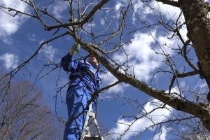 Cum îţi pregăteşti livada pentru sosirea primăverii