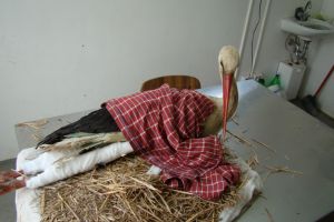 Recomandări de la specialişti pentru ajutorarea berzelor care suferă de frig