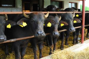 Alocare financiară de 147,55 milioane lei aferentă sprijinului cuplat în sectorul zootehnic, pentru campania 2017