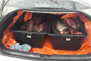 Ialomiţa: Prins cu 106 kg de peşte fără documente legale