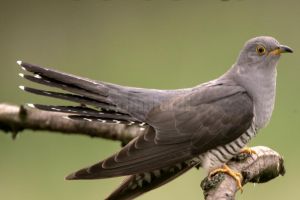 Ziua Cucului,  lecţie muzeală pentru copii la Muzeul de Ştiinţele Naturii Suceava