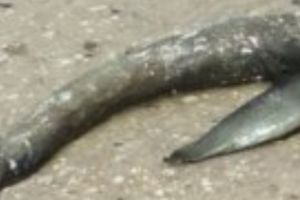 CREATURA care face înconjurul lumii. Succesorul Monstrului din Loch Ness sau o ciudăţenie PREISTORICĂ? Dovezile sunt de NECONTESTAT. Foto şi VIDEO 