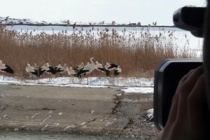 Cum ajutăm păsările sălbatice care au venit din ţările calde