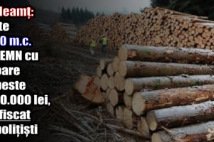 IPJ Neamţ: Peste 4000 m.c. de lemn cu valoare de peste 1.250.000 lei, confiscat de poliţişti