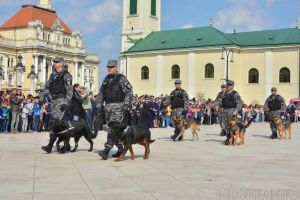 Acţiuni spectaculoase în Cetate de Ziua Poliţiei: Jocuri, concursuri, expoziţii, demonstraţii ale „macaţilor” şi ale câinilor poliţişti