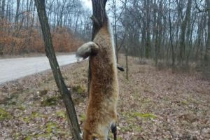 Pădurea spânzuraţilor: Mai multe vulpi împuşcate au fost spânzurate pe marginea unui drum comunal (FOTO)