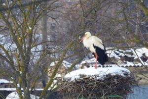 Masuri de prim ajutor pentru pasarile afectate de frig