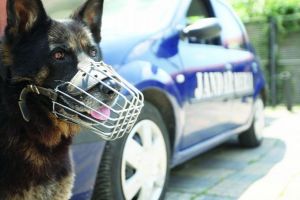 Câinii şi caii de la Jandarmerie vor primi PENSIE – Proiect în Parlament