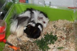 Porcuşorul de Guineea – rozătorul simpatic şi guiţător