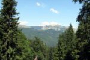 Pădurile seculare din Domogled, într-o petiţie adresată autorităţilor!