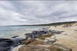 BALENE cu înotătoarea scurtă s-au SINUCIS în masă. RECHINII dau TÂRCOALE