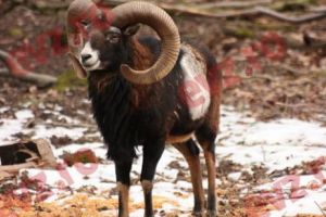 Pentru numai 2.000 de euro poţi să împuşti un muflon sălbatic din Dobrogea